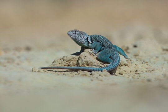 The common collared lizard (Crotaphytus collaris), also commonly called eastern collared lizard, Oklahoma collared lizard, yellow-headed collared lizard, and collared lizard,
