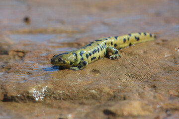 Sonoran tiger salamander (Ambystoma mavortium stebbinsi) Found only in the Huachuca and Patagonia Mountains of southeast Arizona, the Sonoran tiger salamander is highly variable in coloration