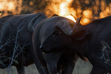 Cape buffalo at sunset