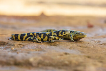 Tiger salamander or eastern tiger salamander (Ambystoma tigrinum) is a North American species of mole salamander