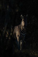 Burchell's zebra