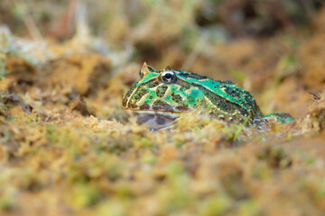 Closeup head of Argentine horned frog (Ceratophrys ornata), also known as the Argentine wide-mouthed frog or the ornate pacman frog
