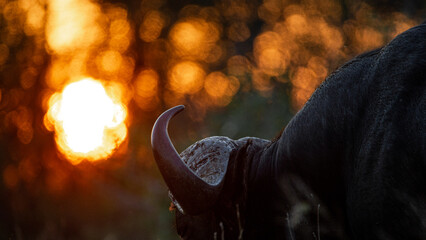 Cape buffalo