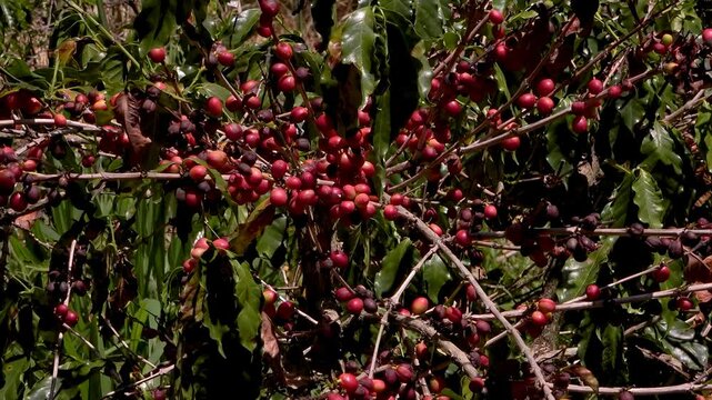 cosecha de caf&eacute; Colombiano