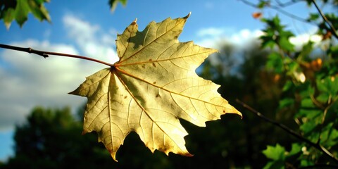 Fototapeta premium Sunlit golden leaf against a blurred background.