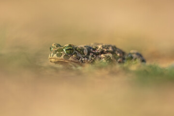 Close-up The European green toad (Bufotes viridis) in a natural habitat