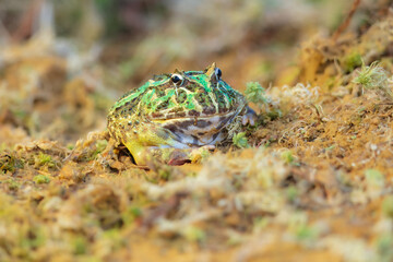 Closeup head of Argentine horned frog (Ceratophrys ornata), also known as the Argentine wide-mouthed frog or the ornate pacman frog