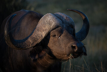 Cape buffalo