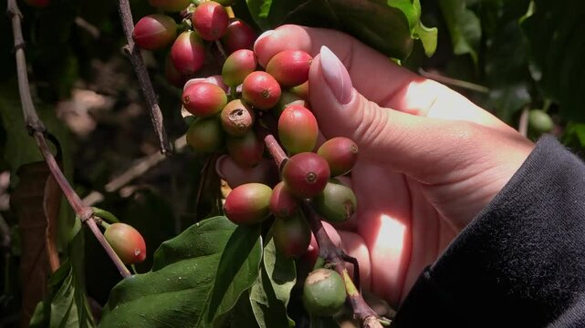 persona revisando con la mano los granos de caf&eacute; en las ramas