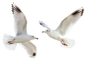 Obraz premium PNG Seagulls flying in sky