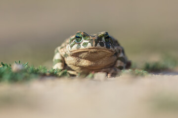 Close-up The European green toad (Bufotes viridis) in a natural habitat