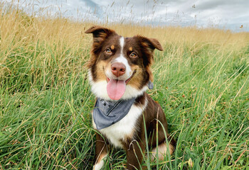 Australian Shepherd with Bandana