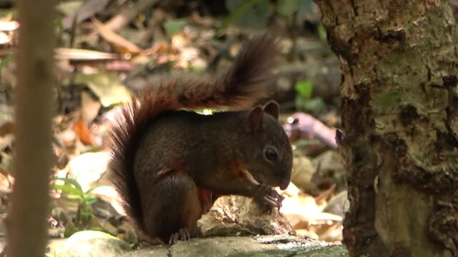 Ardilla comiendo en el bosque