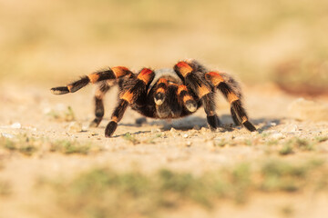Rachypelma auratum (also called Mexican flame knee) is a tarantula endemic to the regions of...