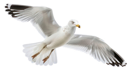 Obraz premium PNG Graceful seagull soaring in sky