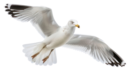 PNG Graceful seagull soaring in sky