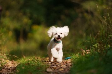 Girl throws a stick to the dog in natural park of Town. Woman in blue dress walking with dog