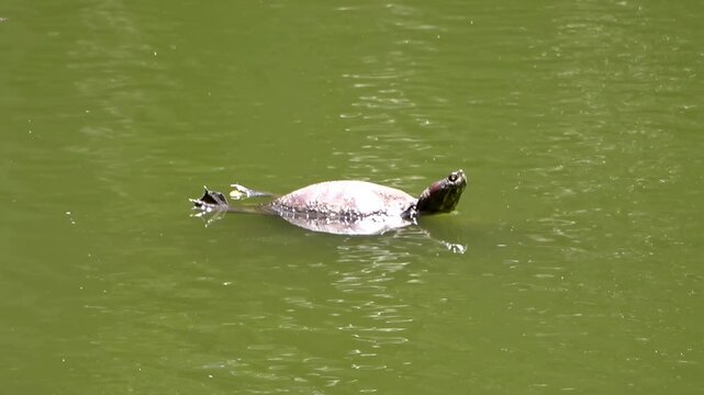Video de una tortuga nadando tranquilamente en el agua de un lago