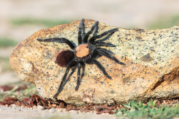 Golden Red Rump Tarantula (Brachypelma albiceps) Brachypelma albiceps is a species of spider in the tarantula family, Theraphosidae. It is known as the Mexican golden red rump tarantula.