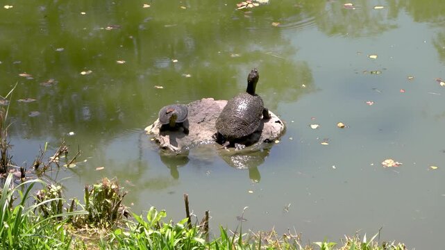 Tortuga adulta y una cr&iacute;a tomando el sol sobre una piedra en medio de un estanque.