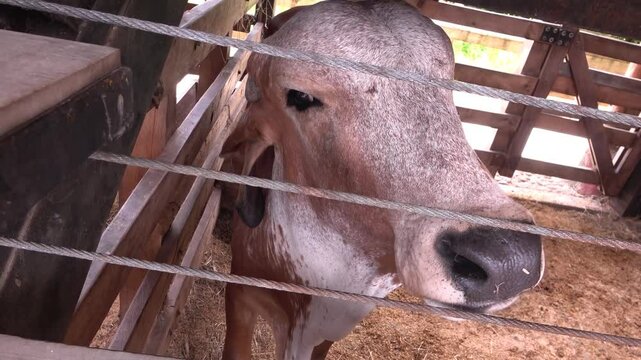 vaca en su corral mirando a camara