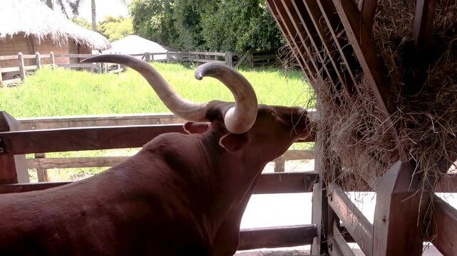 toro con cuernos enormes cuernos, b&uacute;falo con enorme cuernos