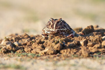 The Surinam horned frog (Ceratophrys cornuta ), also known as Amazonian horned frog, is a bulky frog measuring up to 20 centimetres (7.9 in) found in the northern part of South America.