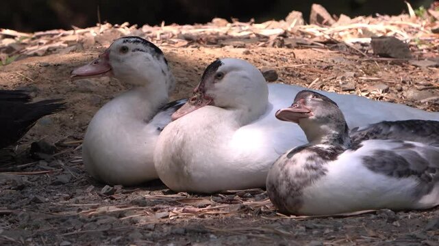grupo de patos sentado