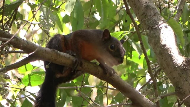 Ardilla sentada en una rama en medio del bosque tropical