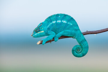 Naklejka premium Panther chameleon (Furcifer pardalis) is a species of chameleon found in the eastern and northern parts of Madagascar in a tropical forest biome. 