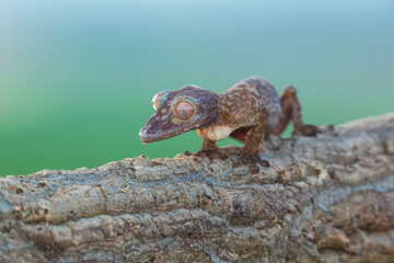 Henkel's Leaf-Tailed Gecko - Fringed Leaf-Tailed Gecko is a species of gecko endemic to Madagascar.