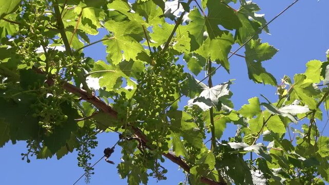 Racimo de uvas bebes