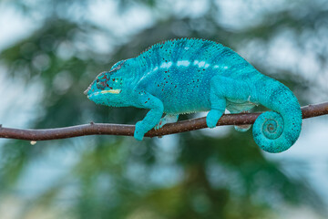 Panther chameleon (Furcifer pardalis) is a species of chameleon found in the eastern and northern parts of Madagascar in a tropical forest biome. 