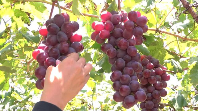 mano tomando una uva del racimo de uvas colgando de su rama