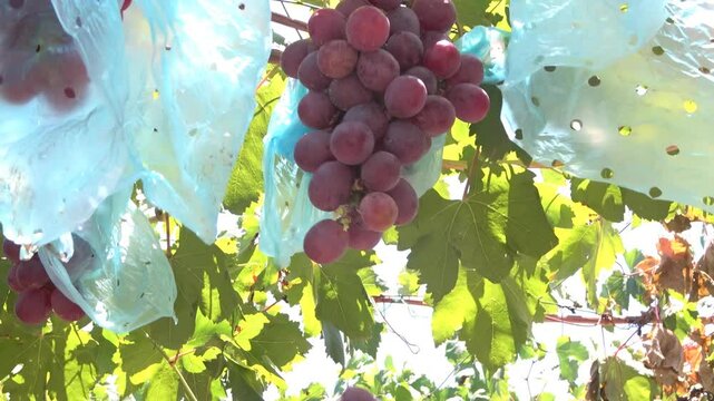 mano tomando una uva del racimo de uvas colgando de su rama