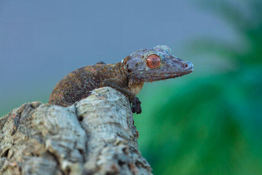 Henkel's Leaf-Tailed Gecko - Fringed Leaf-Tailed Gecko is a species of gecko endemic to Madagascar.