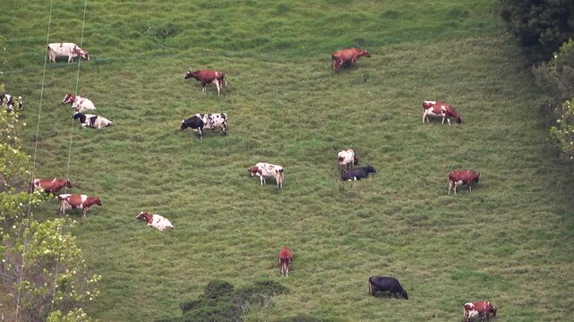 Video de vacas de diferentes colores pastando en un campo con pasto verde.