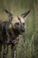 Wild dog