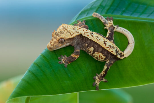 The crested gecko or eyelash gecko (Correlophus ciliatus) is a species of gecko native to southern New Caledonia.