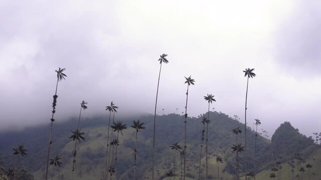 Campos del Valle del Cocora en Salento Quind&iacute;o