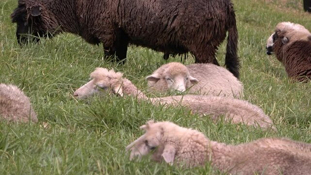 Reba&ntilde;o de ovejas descansando, grupo de ovejas durmiendo