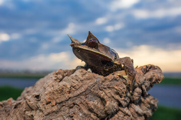 The Long-nosed Horned Frog, Pelobatrachus nasutus , is a species of frog native to the rainforest in Borneo, Indonesia.