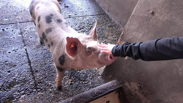 persona acariciando un cerdo bebe