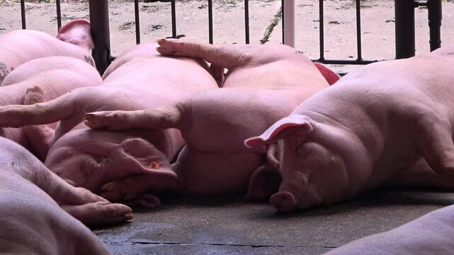 Grupo de cerdos durmiendo en su corral o cochera
