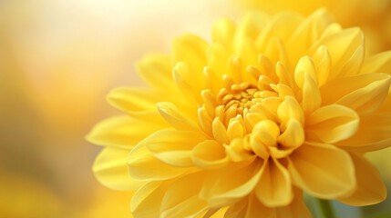 Fototapeta premium A bright yellow flower fills the frame, its petals close up. The background is blurred, creating a beautiful and simple image.