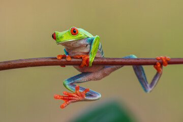 Naklejka premium Red-eyed tree frog (Agalychnis callidryas) on the leaf in the rainforest of Costa Rica.