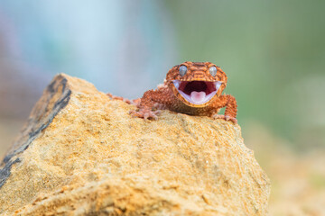 Nephrurus amyae or centralian rough kknob-tailed gecko. iBeautiful gecko on sand and stone. Very cute animal. Isolated, hot day, sun, dry. Gorgeous eyes, smiley face, nice colors, orange and brown.