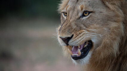 Lion snarl