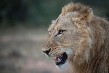 Male lion side profile