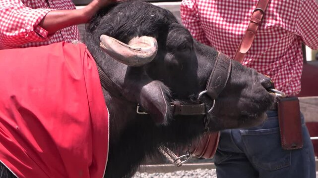 B&uacute;falo peque&ntilde;o, con pa&ntilde;uelo en el cuello y aro en la nariz